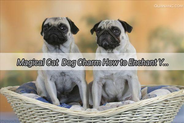 Magical Cat  Dog Charm How to Enchant Your Home with Four Furry Friends